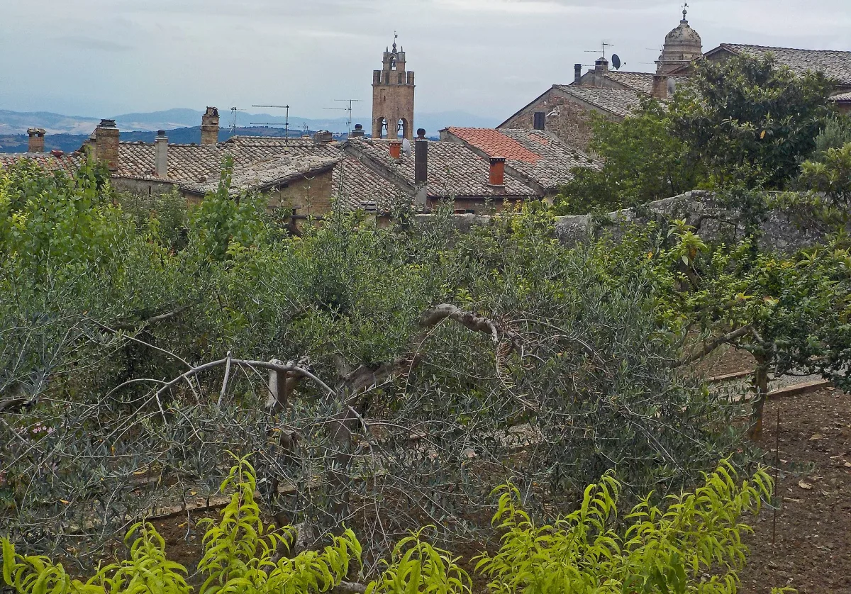 Quando visitare Montalcino per i vigneti del Brunello: stagione migliore 2026